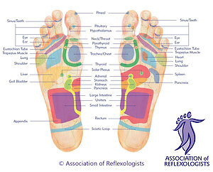 Reflexology . foot map